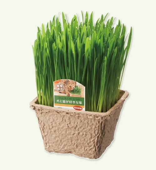 犬と猫が好きな草 4号鉢